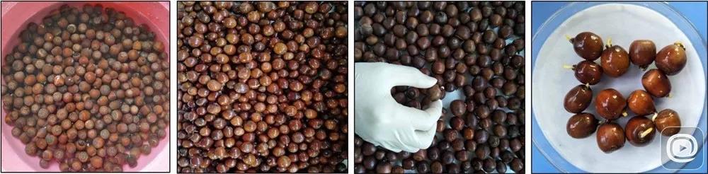 ��8ͷ�����Ψһ�ٷ���վ��Ϸֲ����