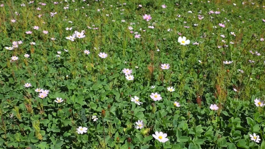 ��8-long8(����)Ψһ�ٷ���վ