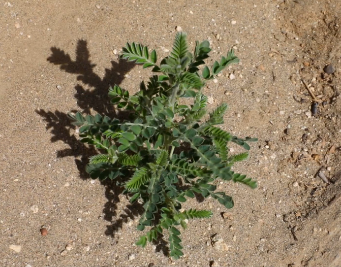 ֲ����������