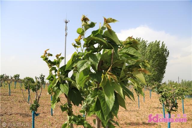 ÄÁÁúɽɽÌåÐÞ¸´ ÄÁÁúɽɽÌåÐÞ¸´