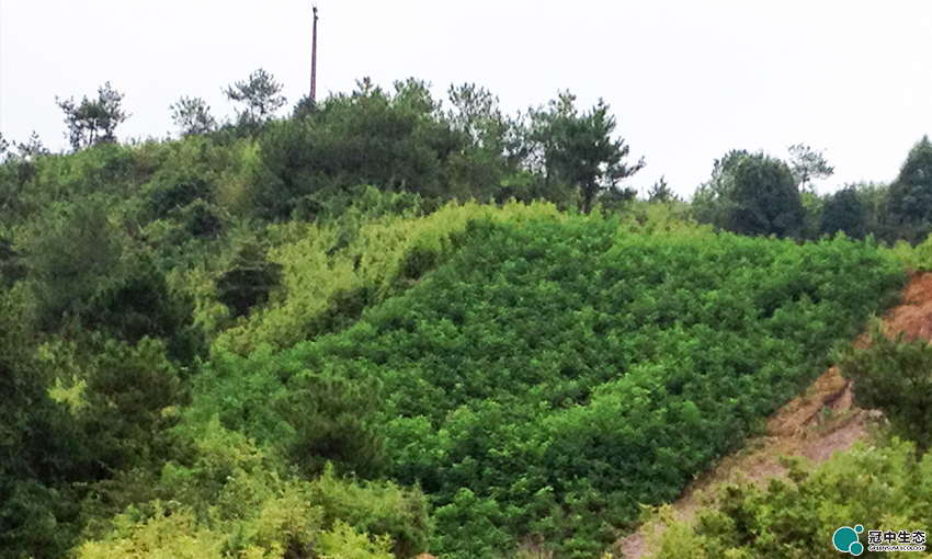 ��8-long8(����)Ψһ�ٷ���վ